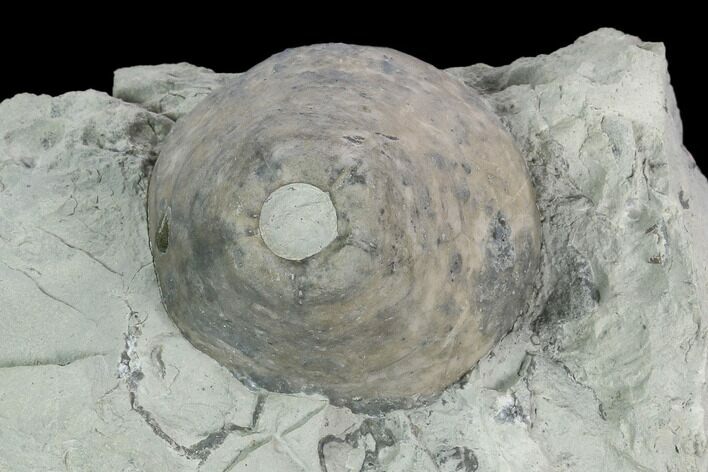 Fossil Crinoid (Eucalyptocrinus) Calyx on Rock - Indiana #127318